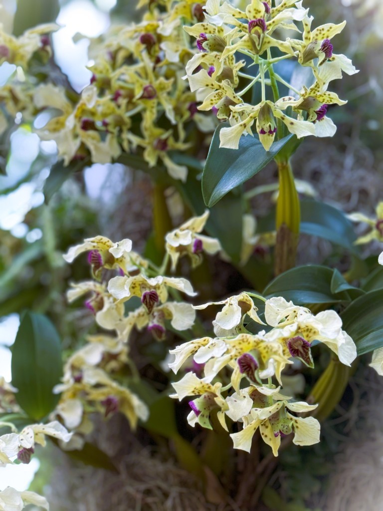Orchid