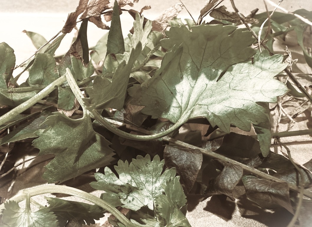 Parsley