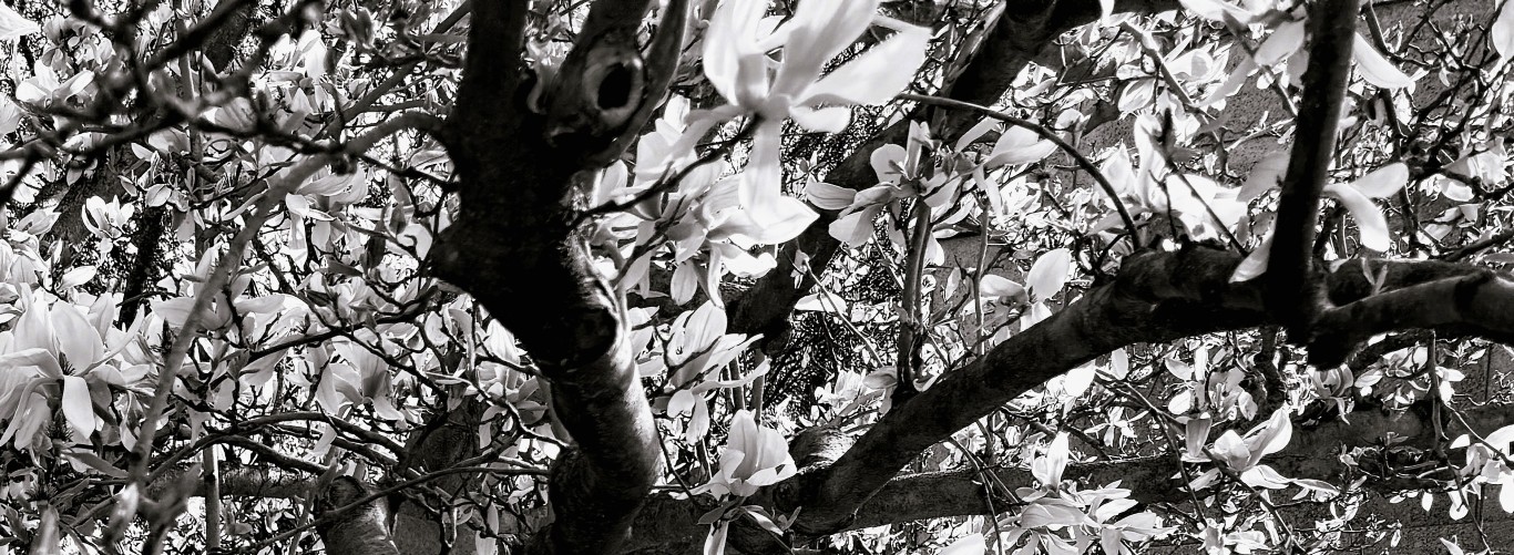 Tree 02